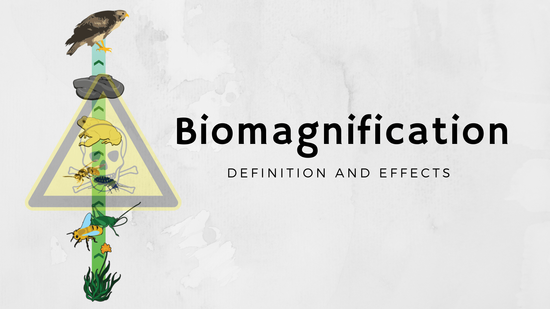 What Is Biomagnification? Science Trends