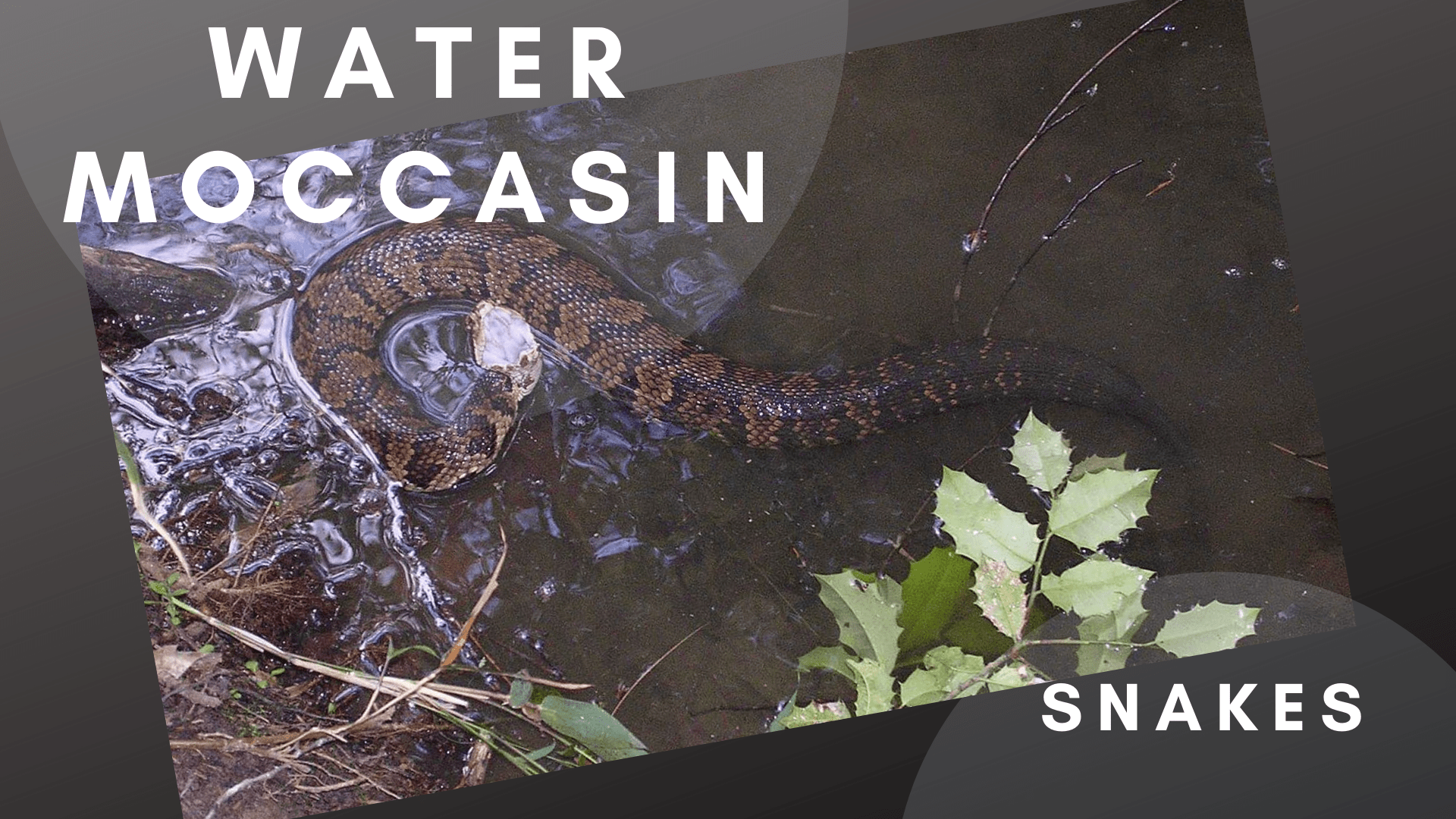 Water Moccasin Nesting Habits
