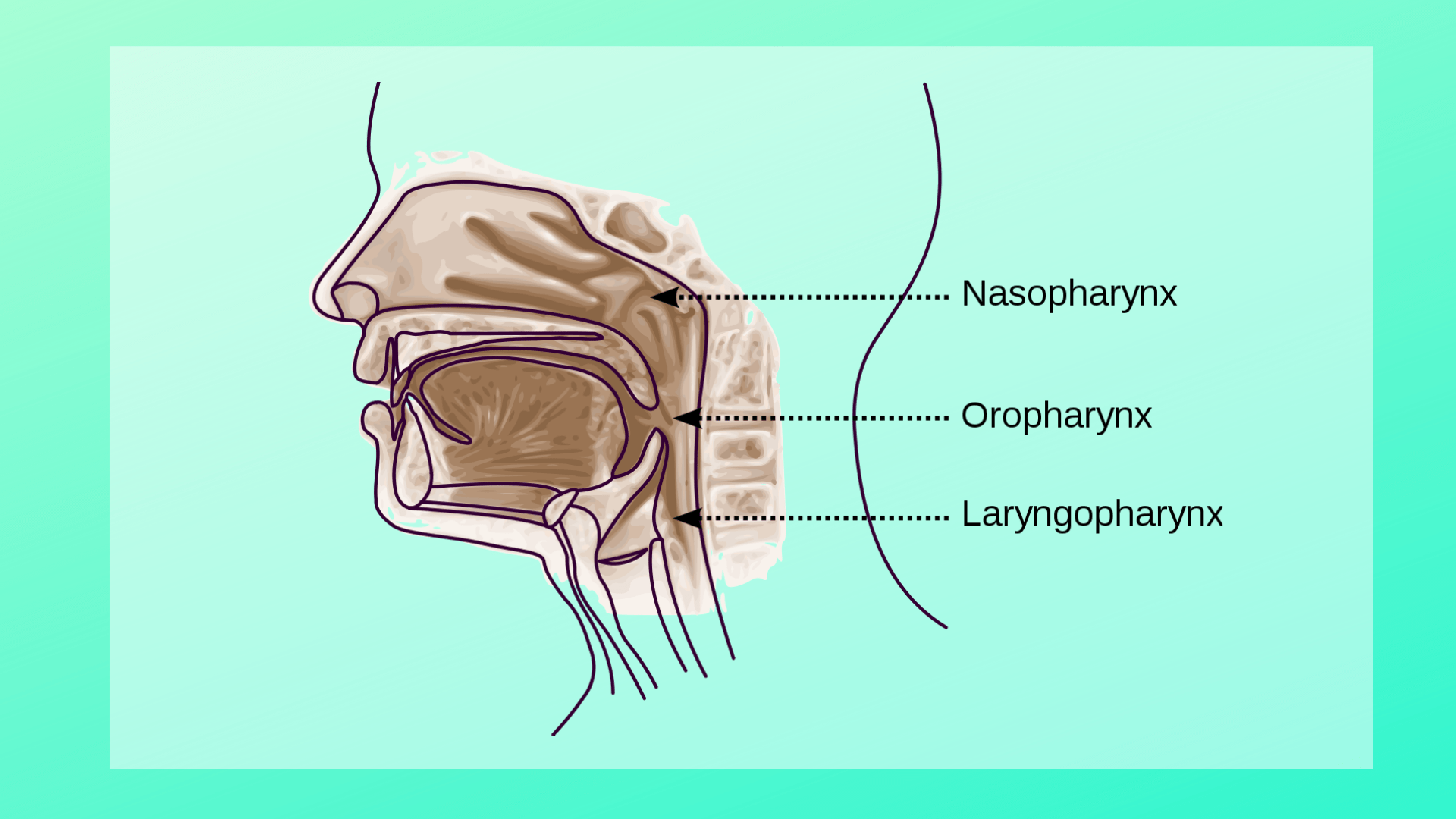 Pharynx Function And Definition Science Trends