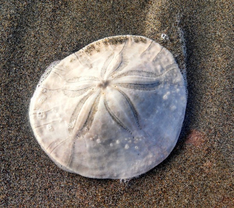 What Is A Sand Dollar? Science Trends