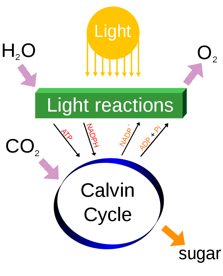 The Photosynthesis Process Step By Step Science Trends