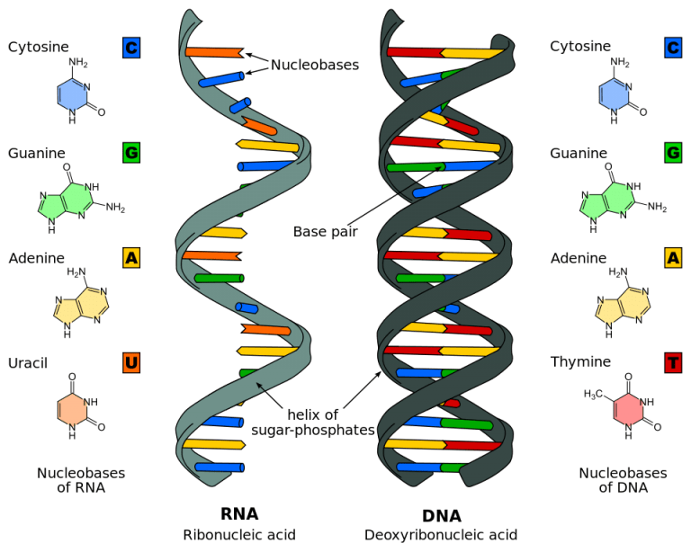 5 Examples Of Nucleic Acids For Biology Class Science Trends