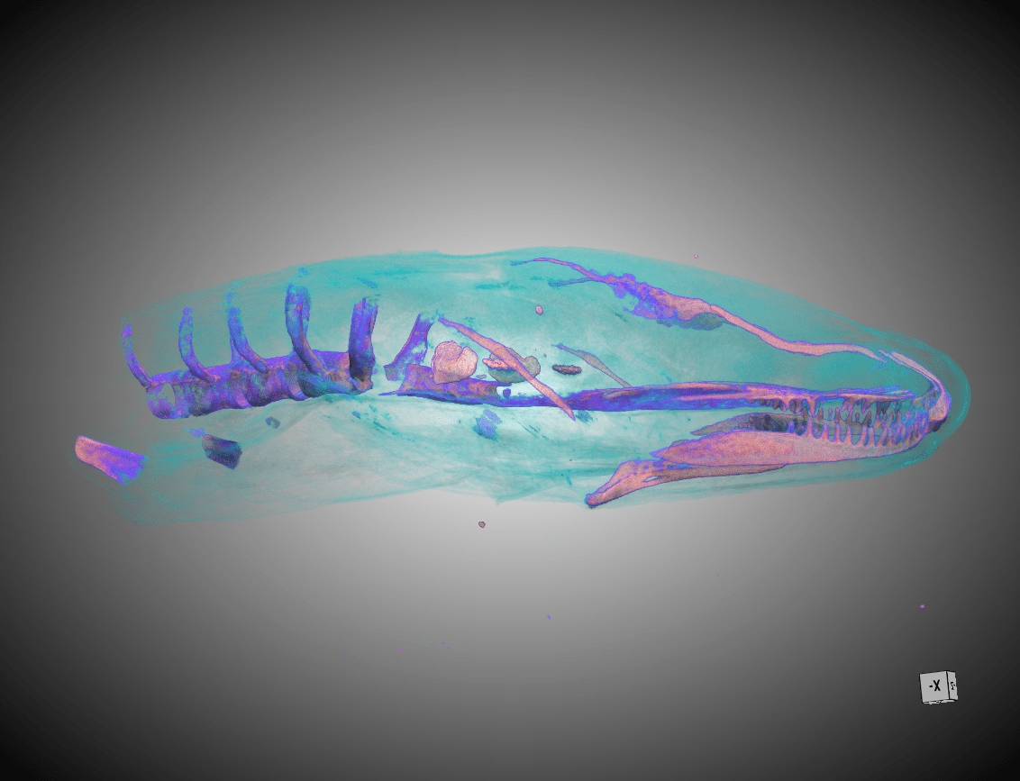 Herpetology Science Under The Stars