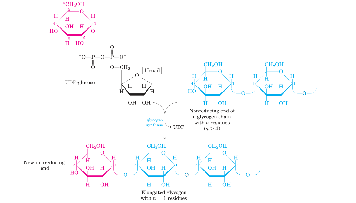 Glycogenesis Introduction, Steps, Regulations, Significance Sciencevivid