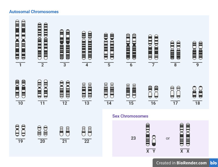 Karyotyping Definition, Types, Procedure, Media, Application Sciencevivid