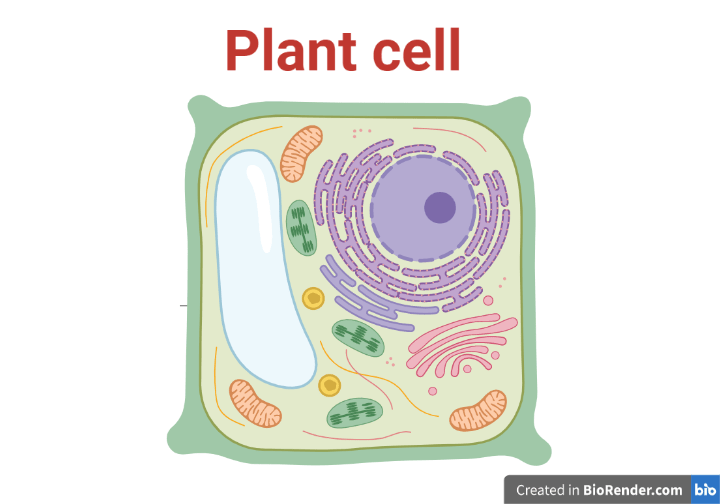 Plant Cell Definition, Structure, Types, Functions Sciencevivid