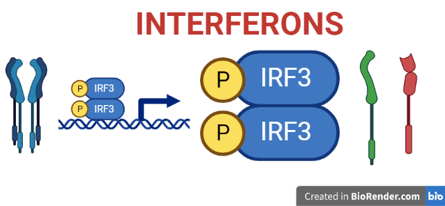 Interferons- Definition, Features, Types, Production, Cytokine