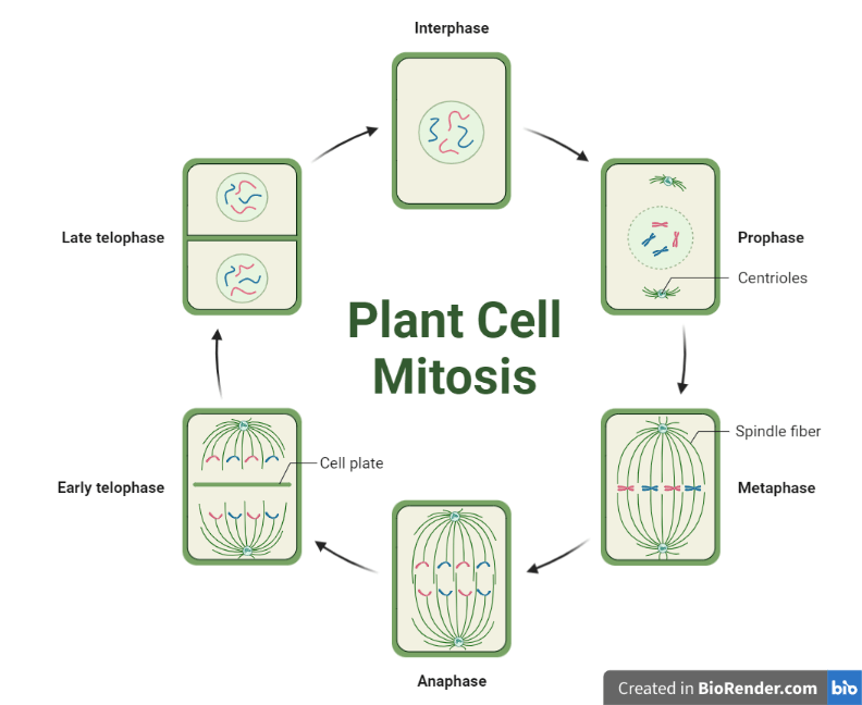Mitosis Definition, phases, Functions, Animal vs plant cells