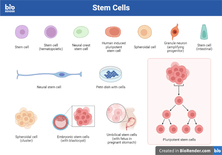 Stem Cells Properties, Types, Source, Therapy, Cord Bank, Applications