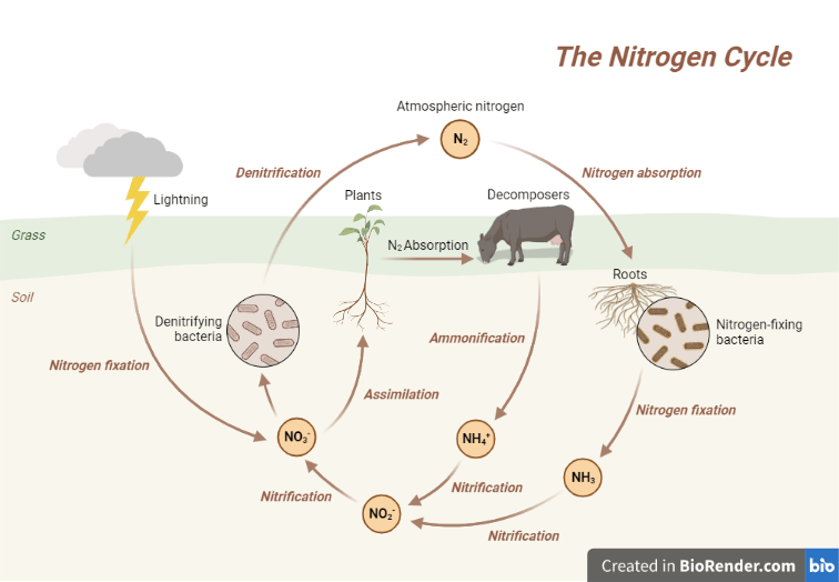 Nitrogen cycle Introduction, Stages, Importance, Human activity