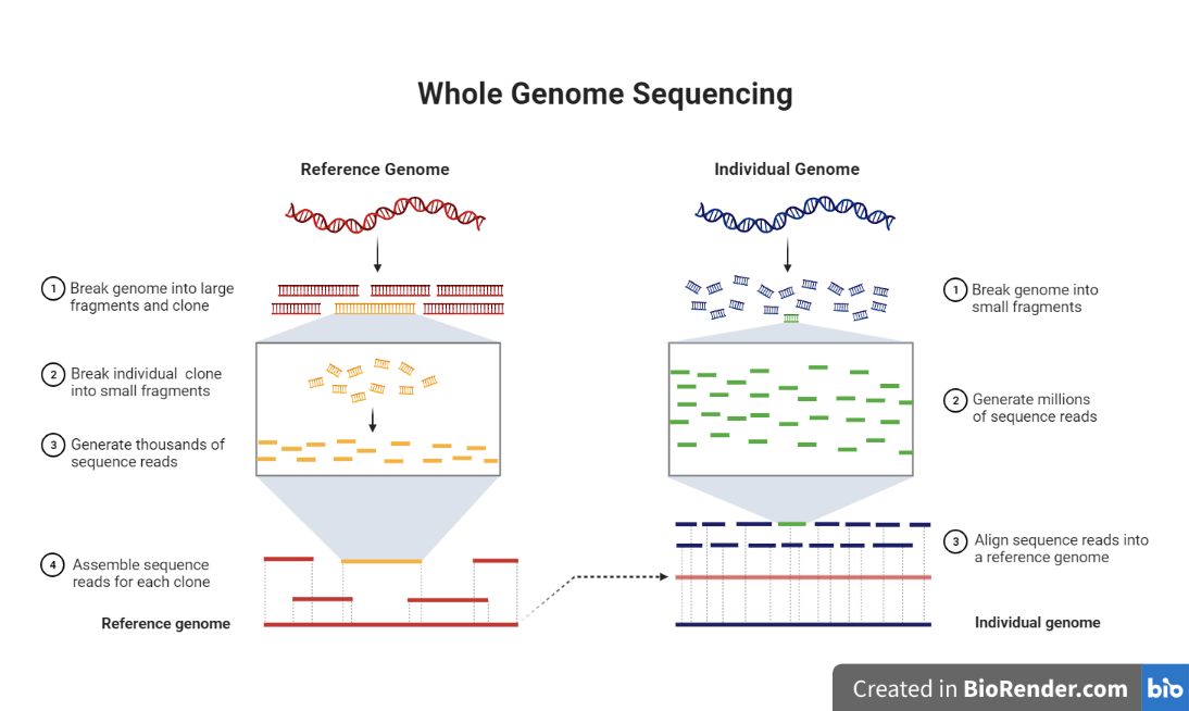Whole Genome Sequencing (WGS) Introduction, workflow, Pipelines
