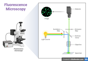 Microscopy: Introduction, Instrumentation, Types, Applications