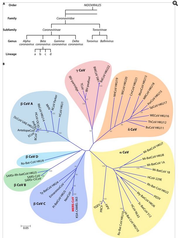 Todo lo que necesitas saber sobre la enfermedad COVID19 Sólo es Ciencia