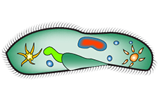 Lesson 2 – ScienceWiz