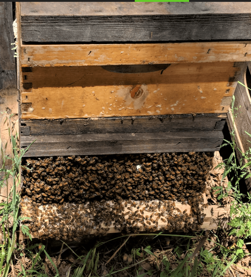 Mite Control While Honey is on the Hive Part 4 Scientific Beekeeping