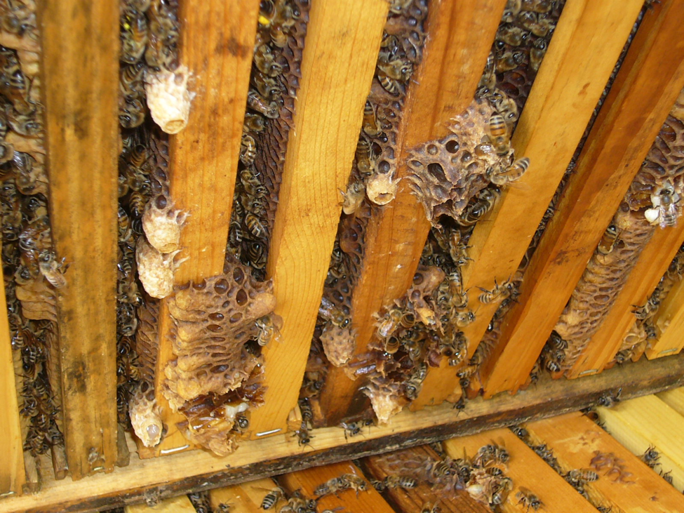 Understanding Colony Buildup and Decline: Part 7a - The Swarming 