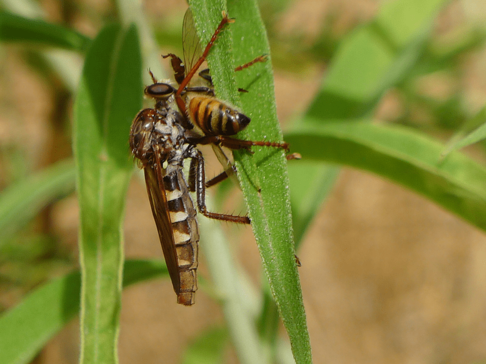 What's Happening To The Bees? Part 2 Scientific Beekeeping