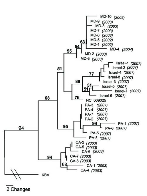 diaprevatlum invertebrate tree