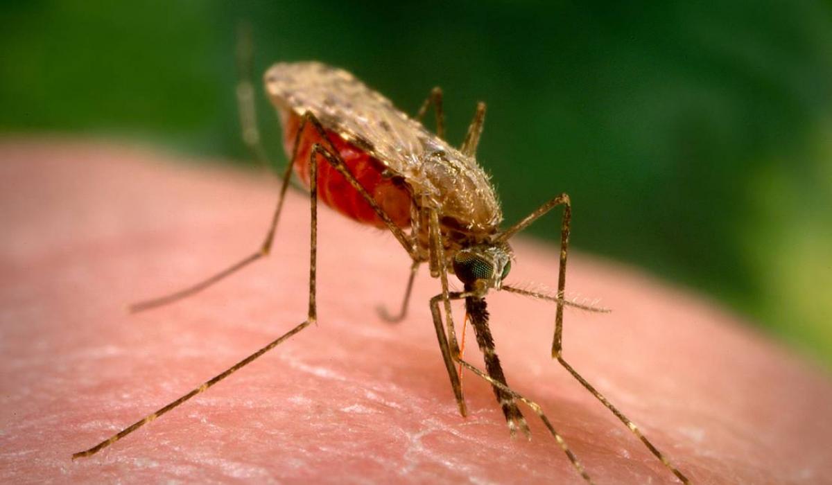 Anopheles Gambiae Scientists Against Malaria