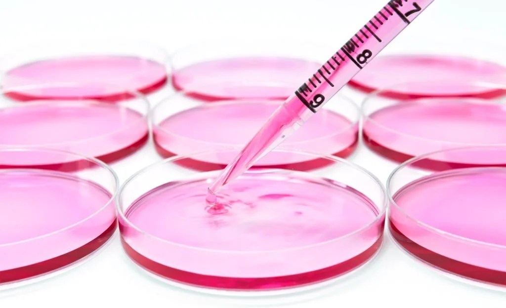 Cell Culture Testing Scientity Services