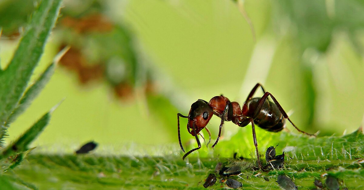 Are Ants Attracted To Urine? SciFAQs