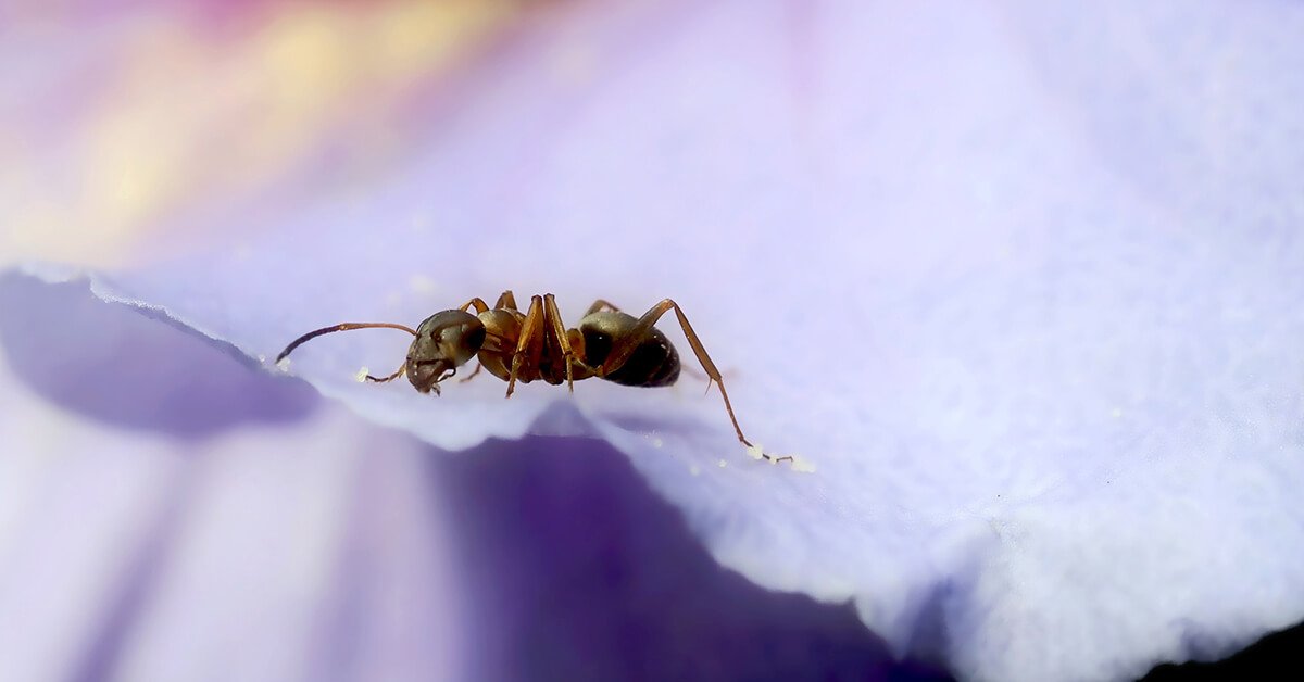 Are Ants Pollinators? SciFAQs