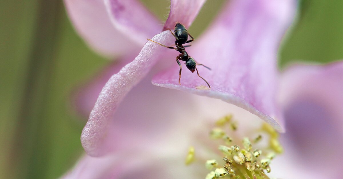 Are Ants Pollinators? SciFAQs