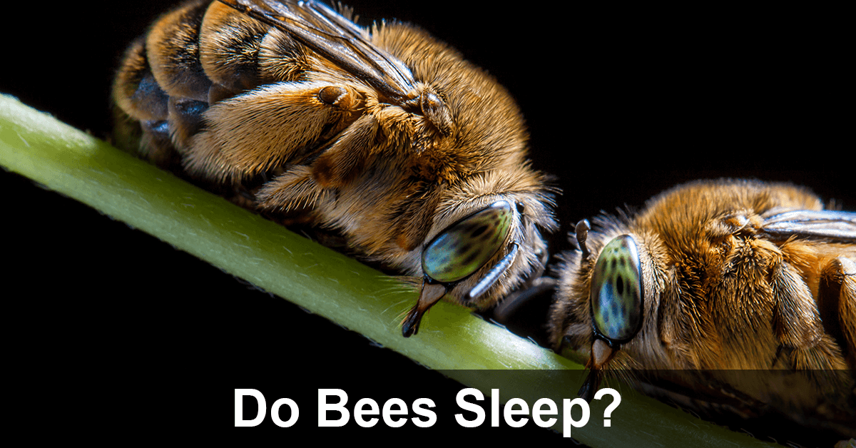 Do Bees Sleep? SciFAQs