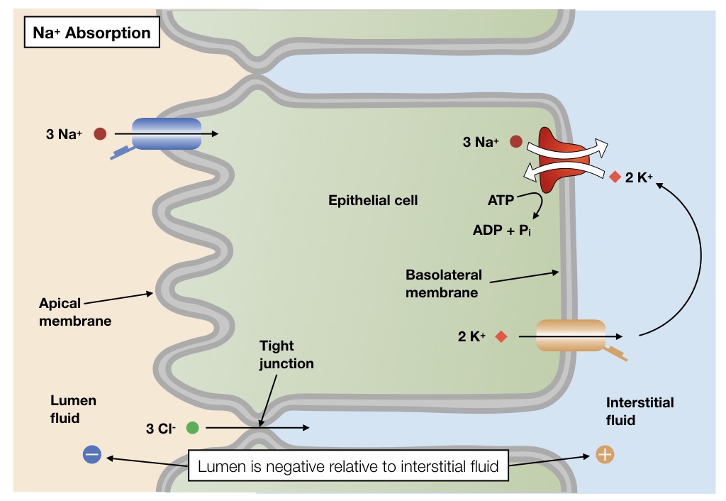 Epithelia Structure And Transport Lab