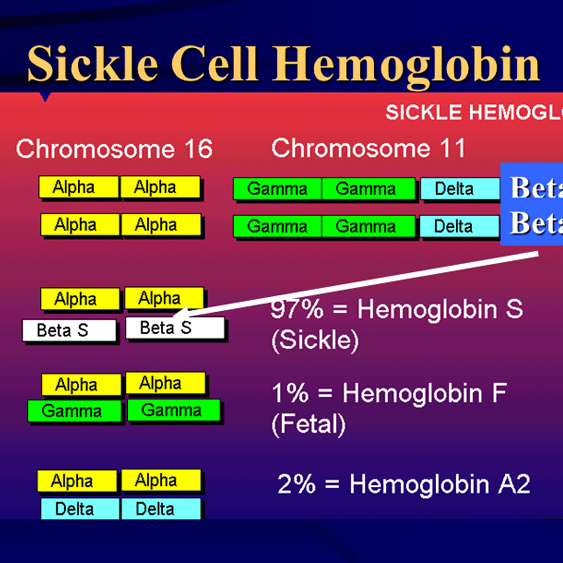 About Sickle Cells Sickle Cell Information Center
