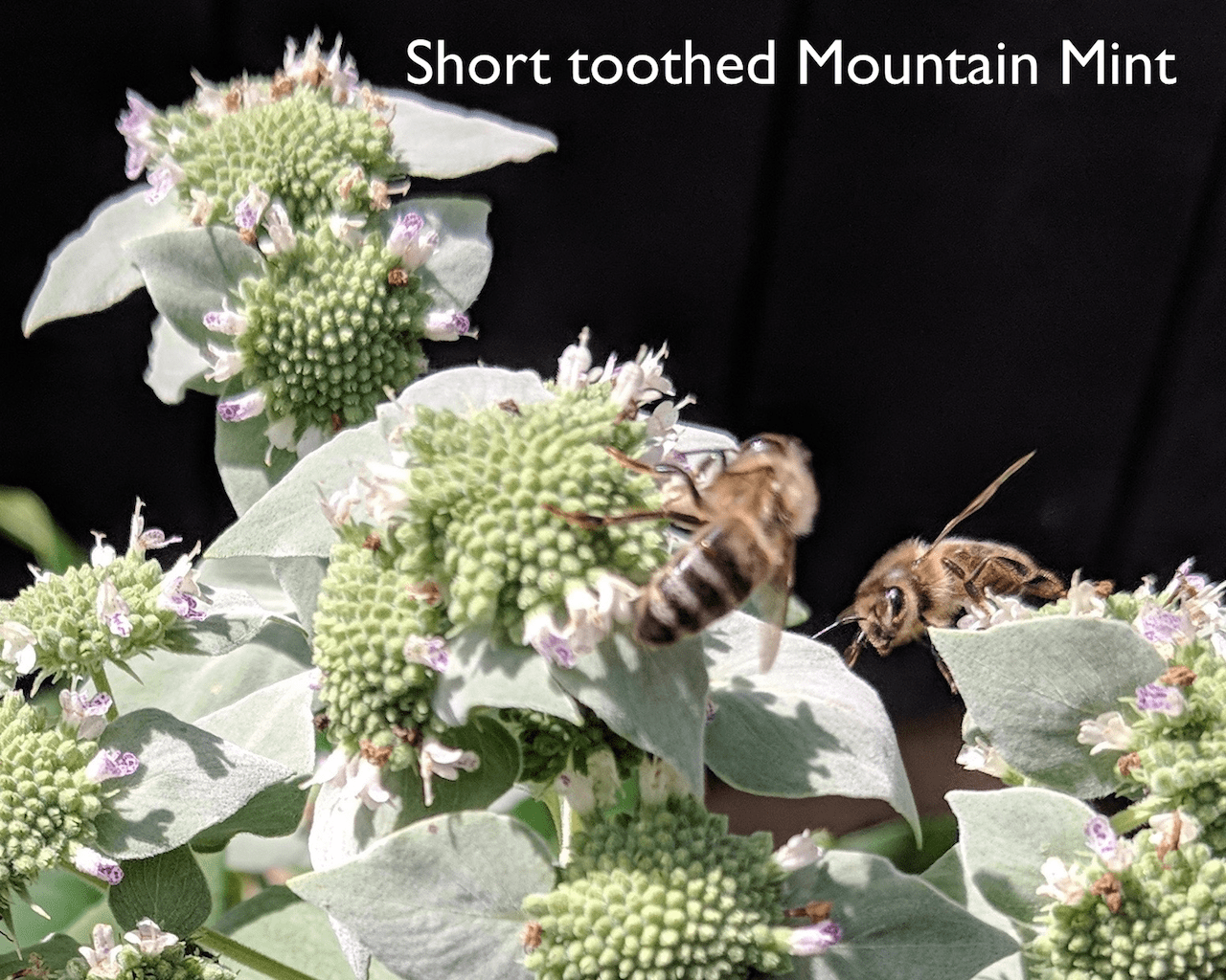 Mountain Mint, Shorttoothed 1 (Pycnanthemum muticum) Scioto Gardens