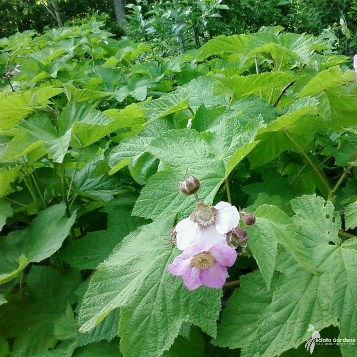 Rubus odoratus 3 (Purpleflowering Raspberry) Scioto Gardens Nursery