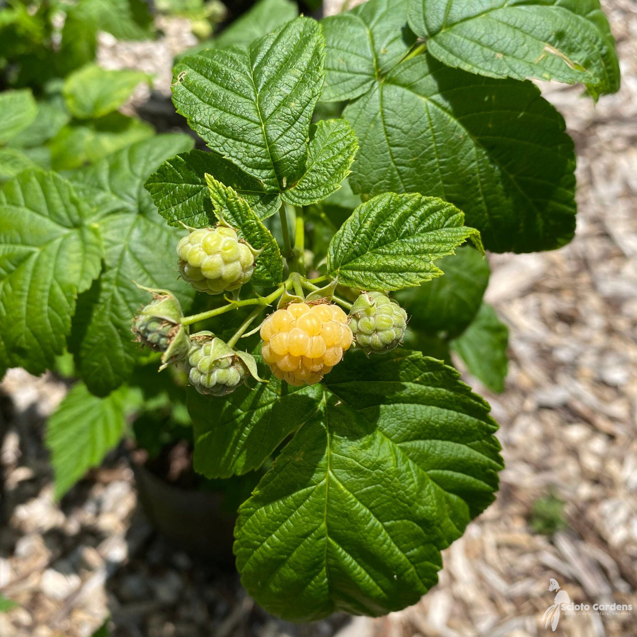 Rubus idaeus 'Fall Gold' 2 ('Fall Gold' Raspberry) Scioto Gardens
