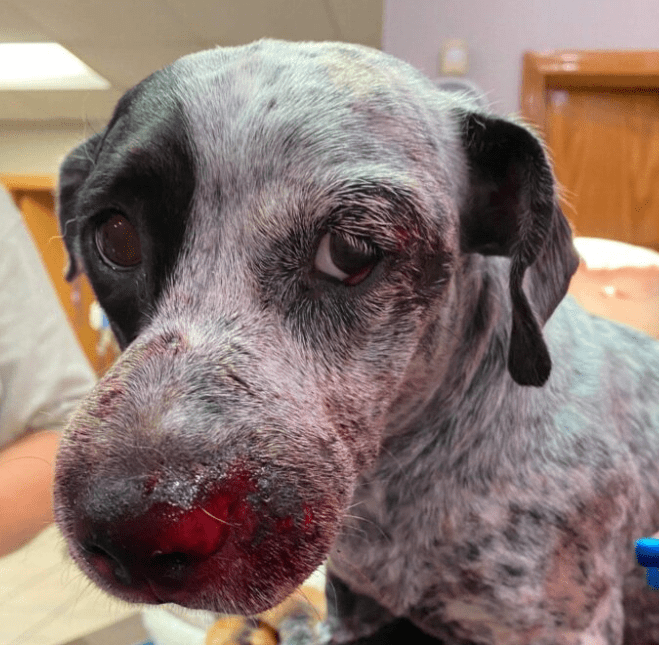 Woman indicted for dragging death of dog Scioto Valley