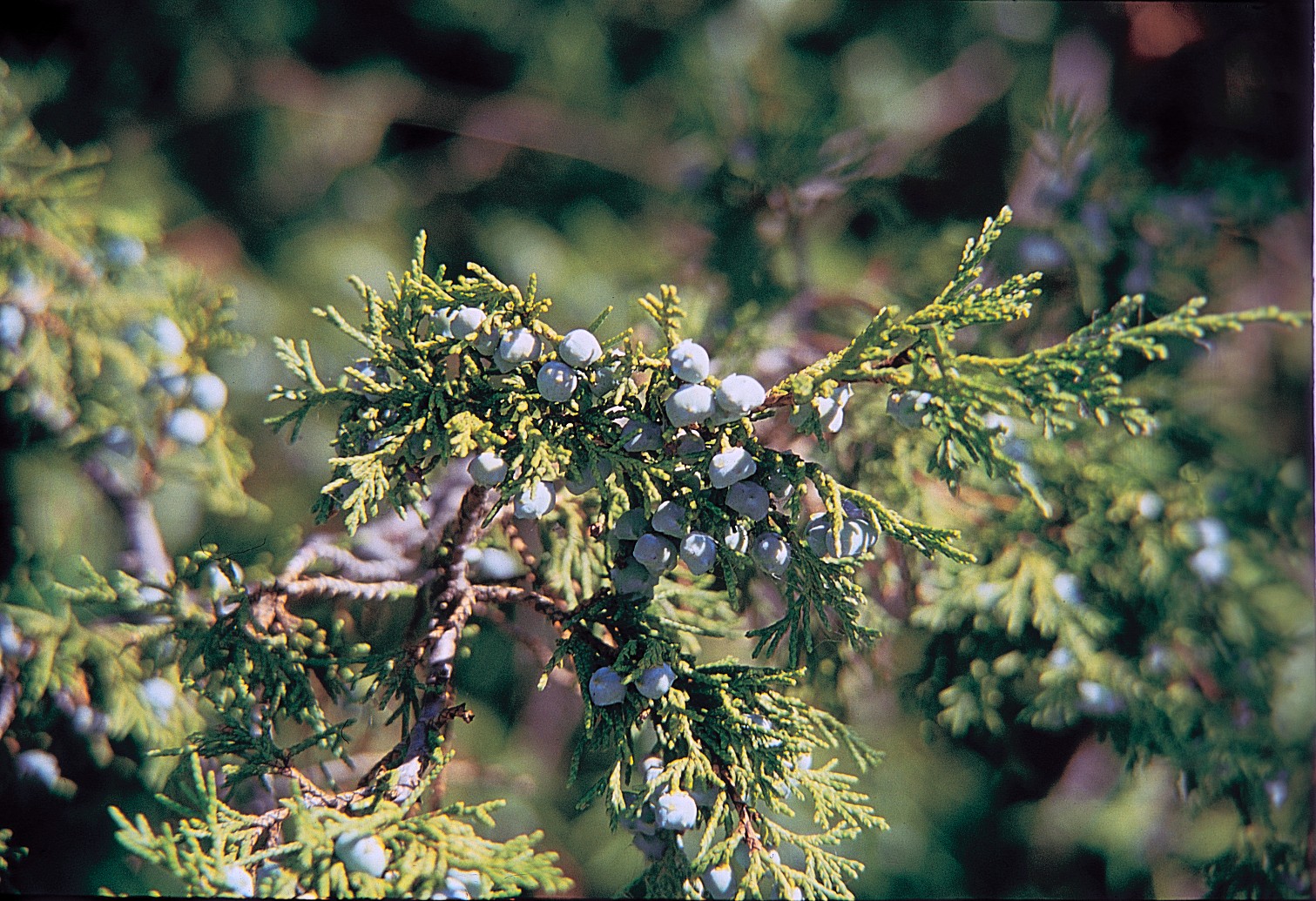 NASA Meets Public Health on the Juniper Pollen Project SciStarter Blog