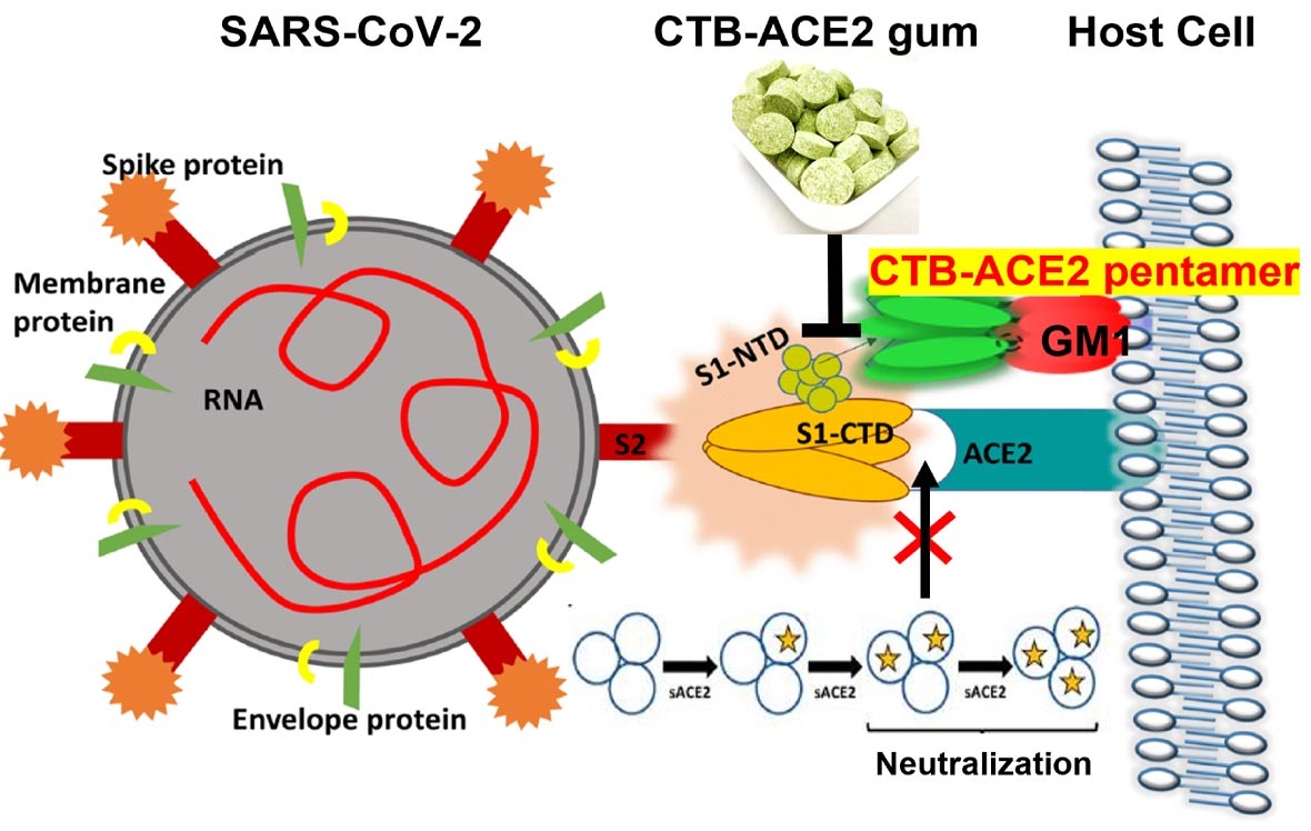 Chewing Gum Developed That Could Reduce COVID Transmission Laced With