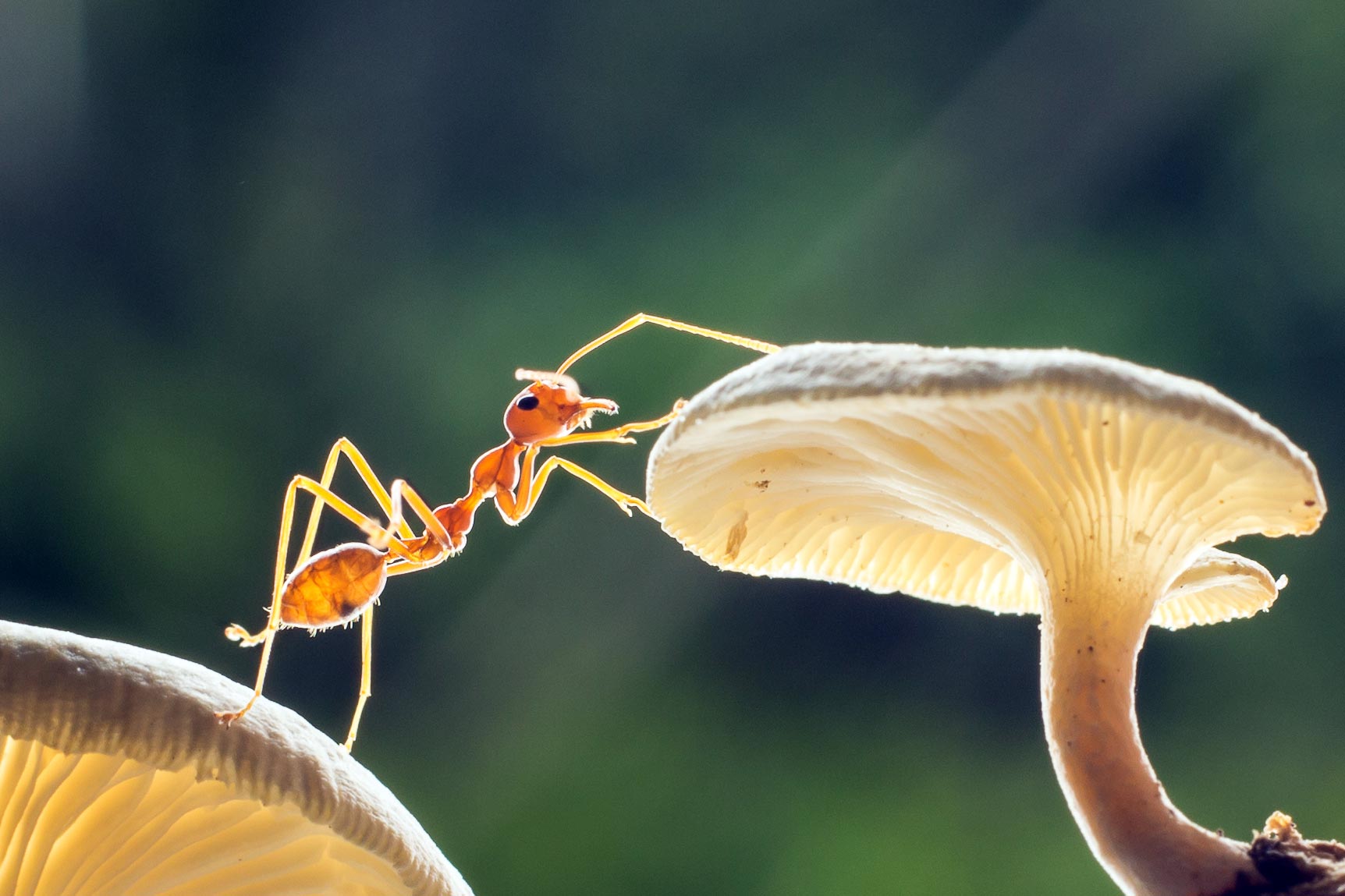 The Unexpected Role AntPlant Partnerships May Play in Ant Evolution