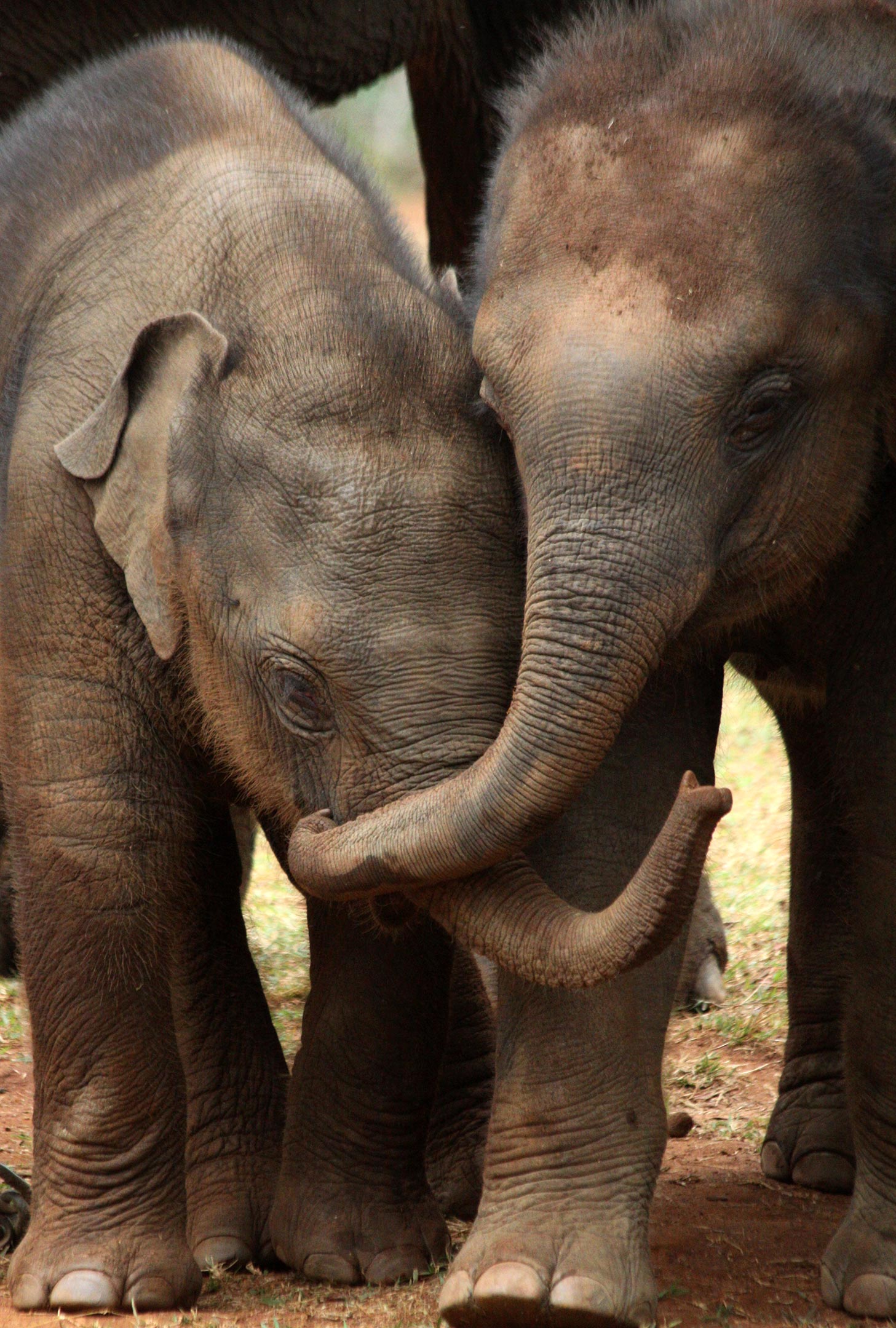Elephants Benefit From Having Older Siblings Especially Sisters