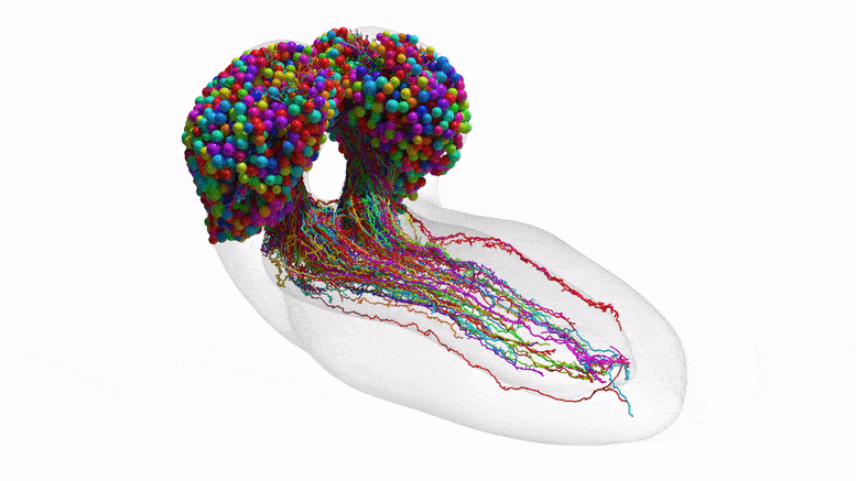 Prima mappa completa di un cervello di insetto – “Tutto ha funzionato fino a questo”
