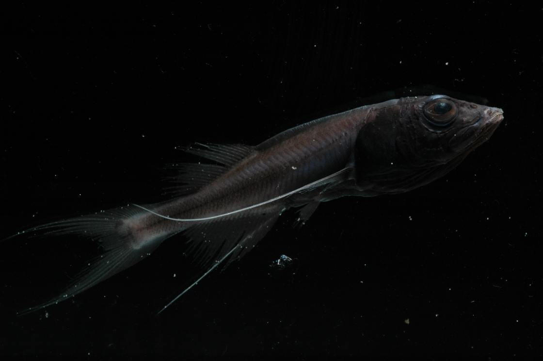 How Did Ancient Fish Colonize the Deep Sea?