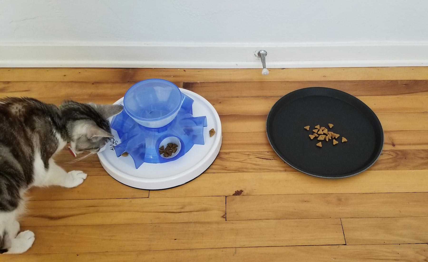 Most Animals Like To Work for Their Food, but Cats Prefer Free Meals