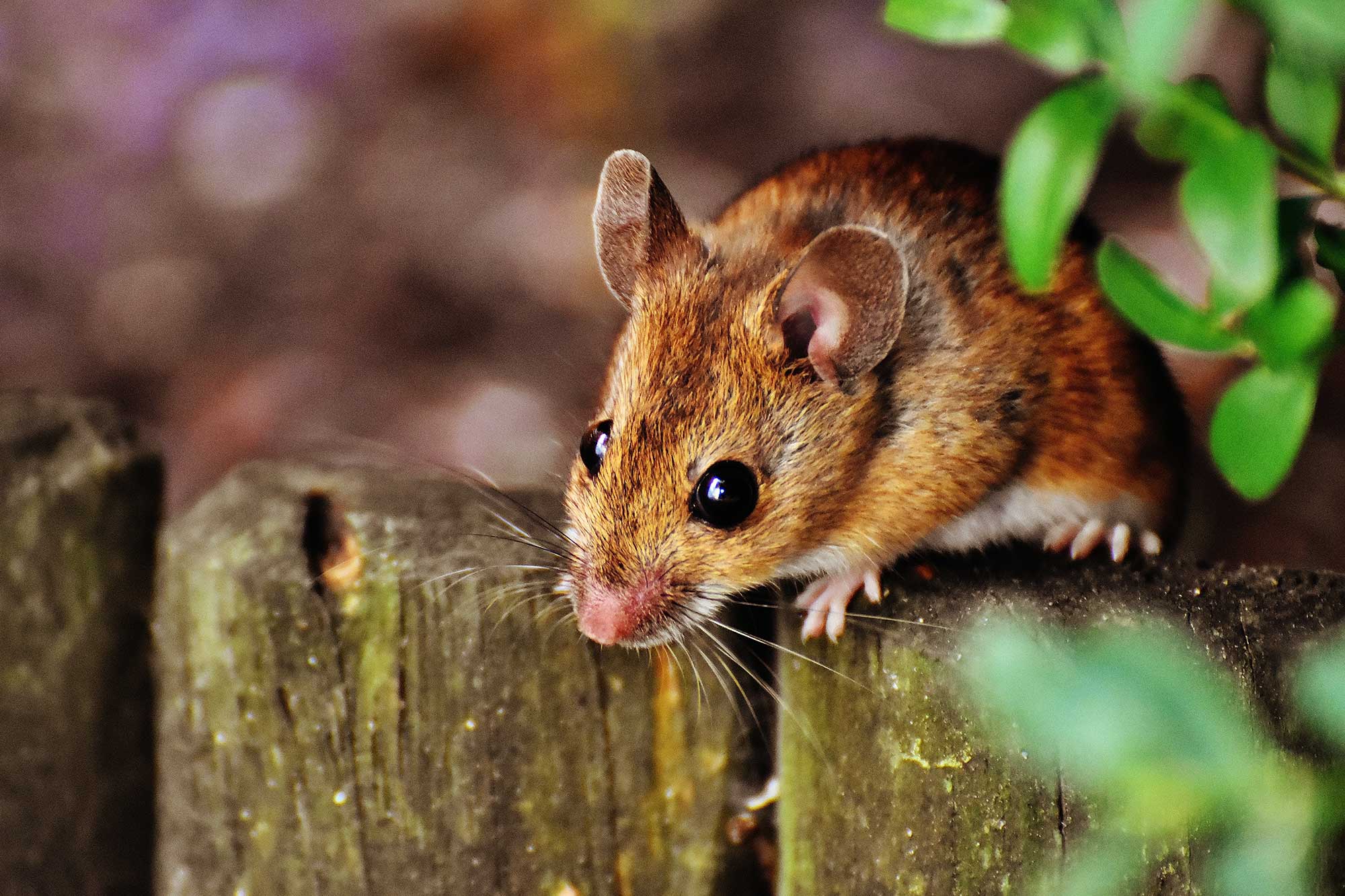 Telomerase Gene Therapy Extends Mouse Lifespan by 24