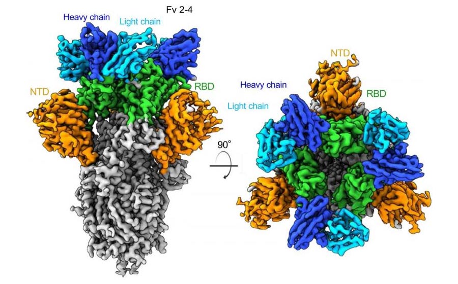 Potent Neutralizing Antibodies Isolated From COVID19 Patients Could