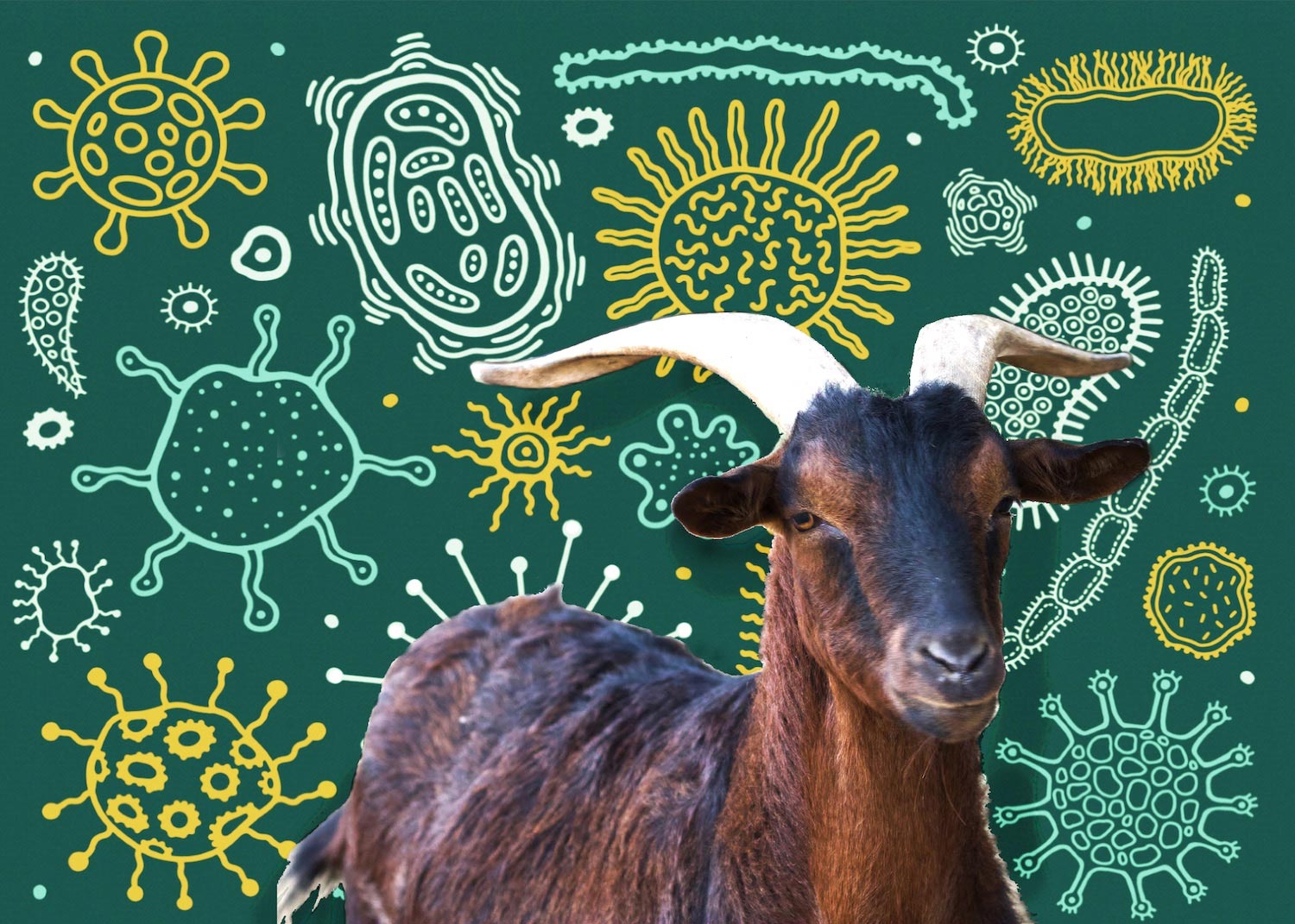 The Green Secrets of Goat Poop Smarter Materials, Better Medicines