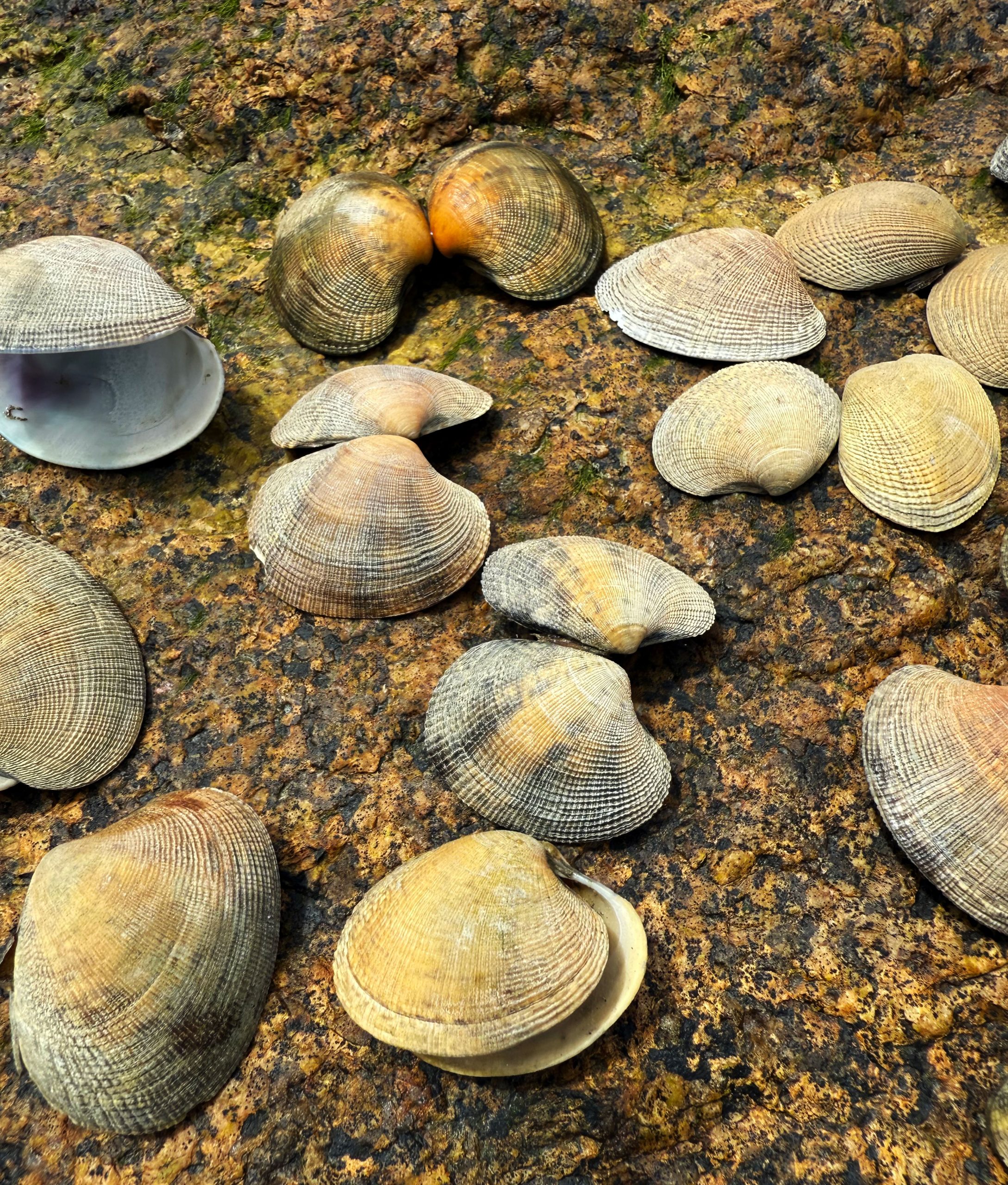 “Weird Clams” Reveal a New Invasion Along the U.S. Northeast Coast