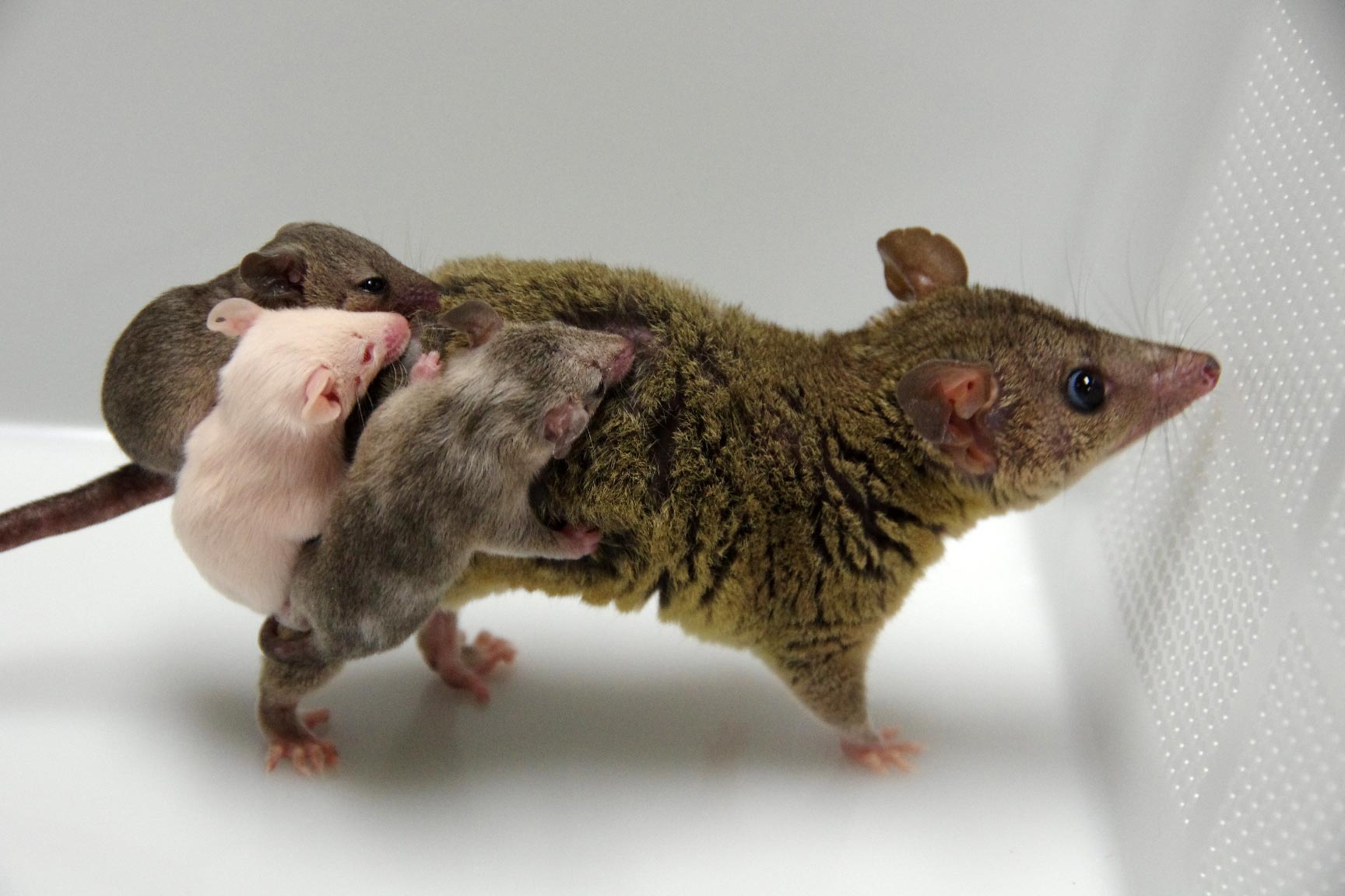 Scientists Have Created the First Engineered Marsupial