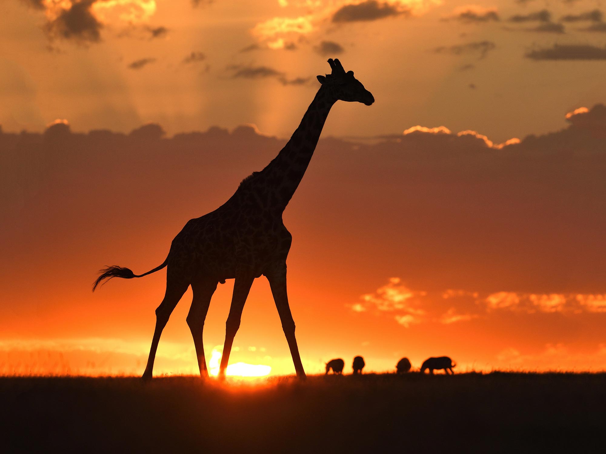 Tall Order The Fight to Save the Masai Giraffes From Extinction