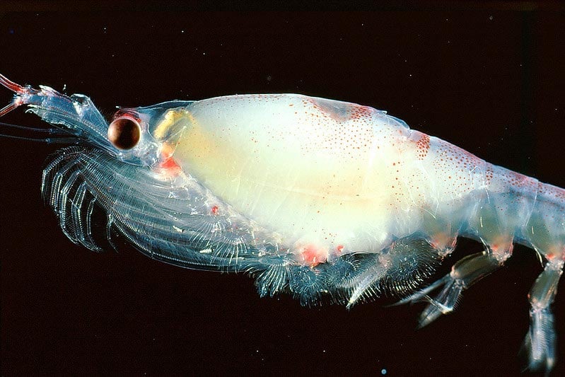 Reproductive Success of Antarctic Krill Significantly Affected by