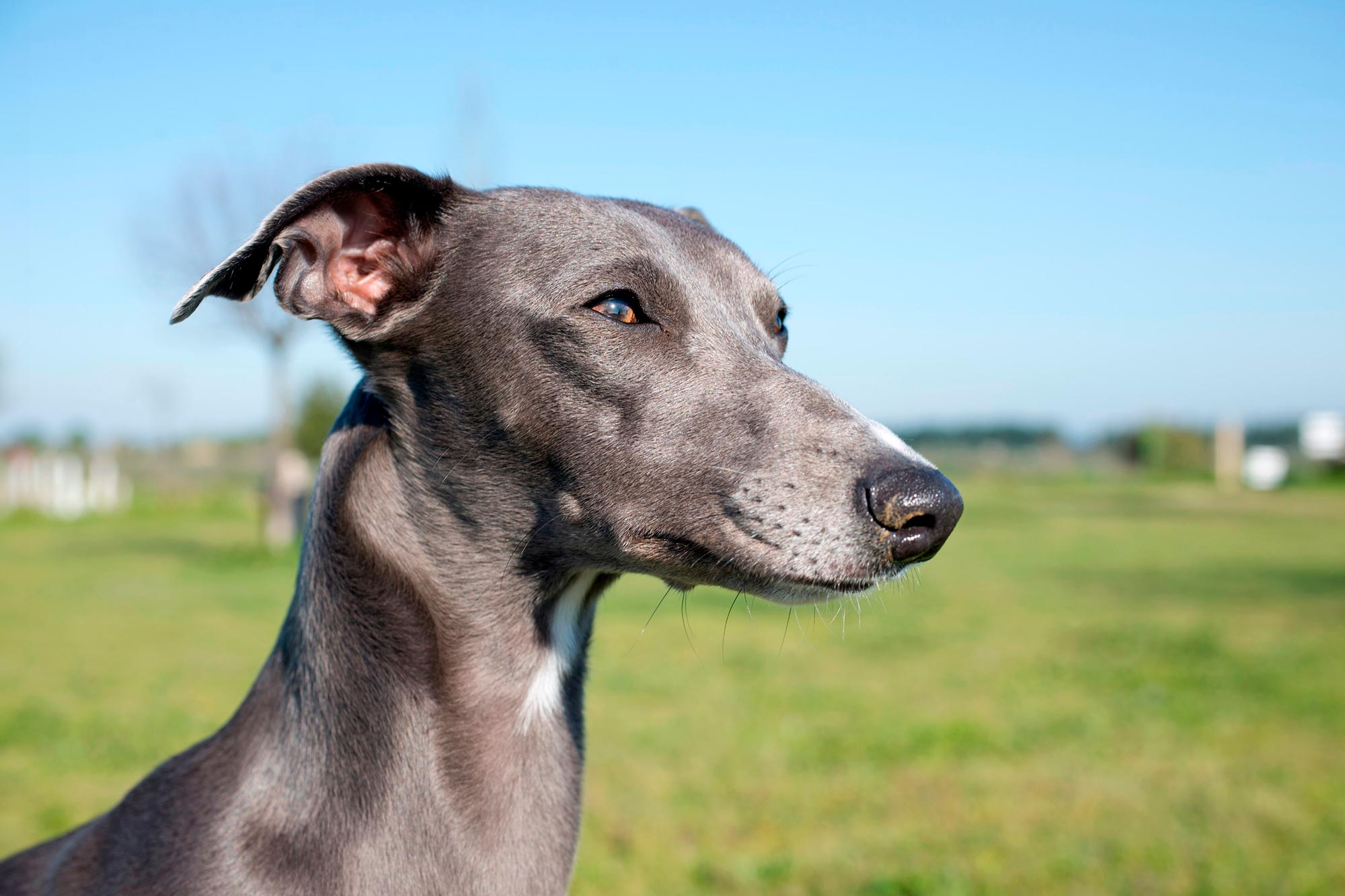 Snouts and Lifespan How the Shape of Your Dog’s Nose Predicts Its