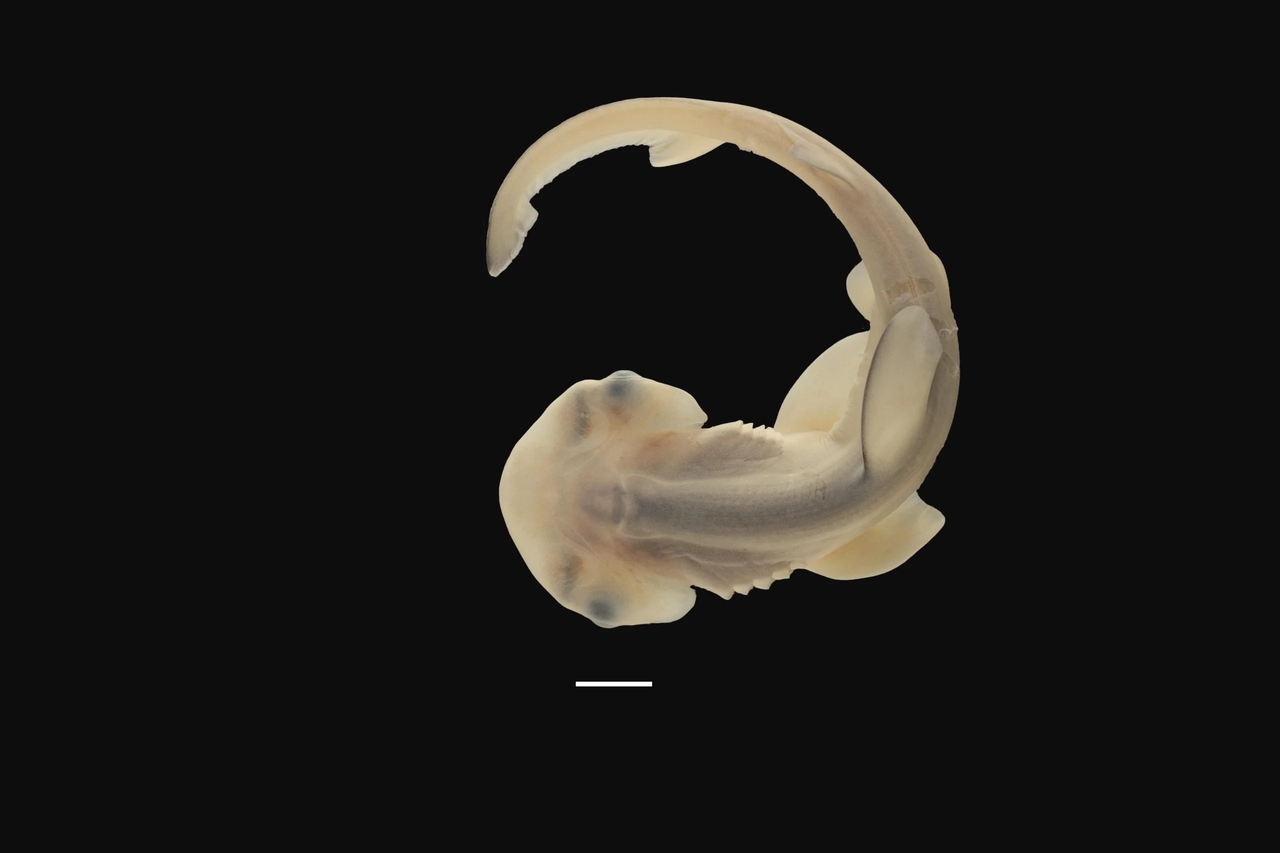 Watch How Hammerhead Sharks Get Their Hammer in Stunning Detail